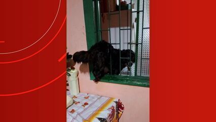 Cadela se assusta com trovões e fica presa em grade de janela no Amazonas