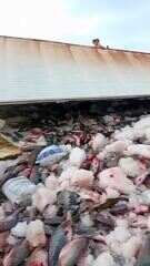 Caminhão com tambaqui tomba na BR-319; VÍDEO