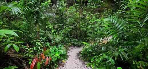 Guia dá dicas de como evitar acidentes e desaparecimentos em trilhas no Amazonas