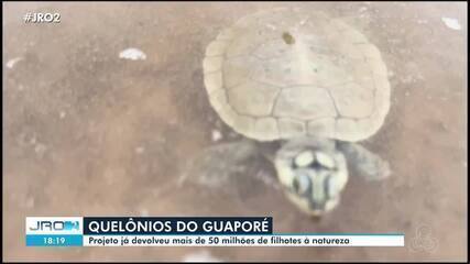 Quelônios do Guaporé: Ação em 2026 visa manter a preservação de espécies em Rondônia