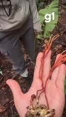 Cientistas encontram fungo parasitar tarântula gigante na Amazônia, próximo a Manaus