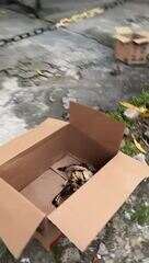 Gavião Real é resgatado após cair em bueiro em Manaus