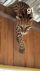 Jaguatirica é flagrada em casa flutuante após temporal em Carauari, no interior do AM