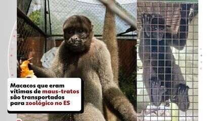 Macacos que eram vítimas de maus-tratos são transportados para zoológico no ES