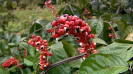 É tempo de colheita do guaraná no AM
