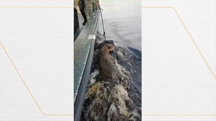 Onça-pintada é resgatada no Rio Negro, em Manaus