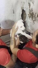 Filhote de cachorro é resgatado pelos bombeiros após ficar preso entre paredes em Manaus