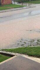 Jacaré surge em quintal de casa no interior do Amazonas após fortes chuvas