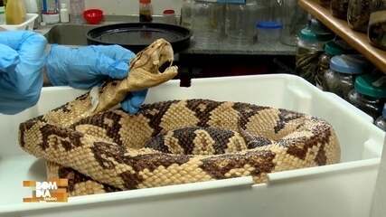 Amazonas registra mais de 3 mil ataques de animais peçonhentos em 2025