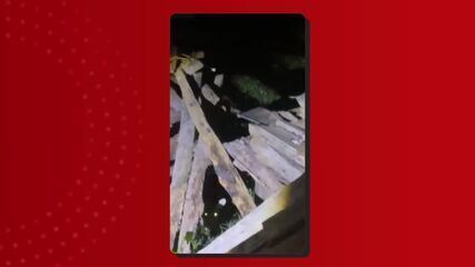 Filhote de onça é resgatado debilitado em Itacoatiara