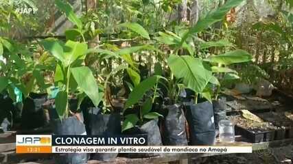 Estudo de clonagem in vitro visa garantir plantio saudável da mandioca no Amapá