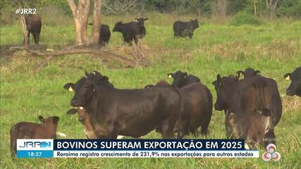 Exportação de bovinos em 2025 supera números do ano anterior