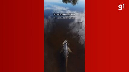 Peixe é devolvido ao rio durante pesca esportiva e vira presa de boto em segundos no AM