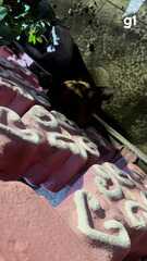 Cachorro fica com a cabeça presa em mureta e é resgatado pelo Corpo de Bombeiros em Manaus