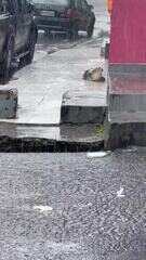 VÍDEO: Jacaré aparece em avenida de Manaus após chuva e é resgatado pelos bombeiros