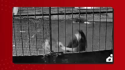 Imagens mostram briga entre vítima e vizinho dias antes de feminicídio em Manaus