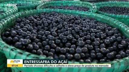 Período chuvoso dificulta colheita do açaí e eleva preço do produto no mercado