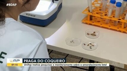 Unifap realiza pesquisa e monitoramento da praga do coqueiro