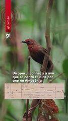 Uirapuru: conheça a ave que só canta 15 dias por ano na Amazônia