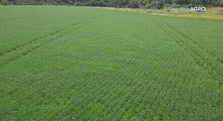 Vazio sanitário da soja termina 18 de março em Roraima