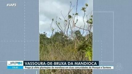 Vassoura-de-bruxa da mandioca afeta plantações em comunidades de Macapá e Santana