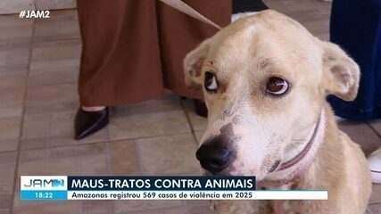 Maus-tratos contra animais: Amazonas registrou 569 casos de violência em 2025