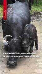 Filhote de búfalo prende cabeça no chifre da mãe em fazenda no AM