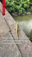 Filhote de jacaré encontrado em pneu se joga em igarapé após ser resgatado em Manaus