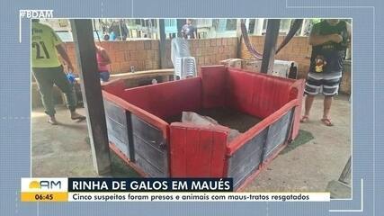 Rinha de galos em Maués: cinco suspeitos foram presos e animais são resgatados