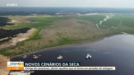 Seca transforma margem do Rio Negro em 'parque' com grama verde em Manaus