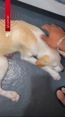 Tripulante que resgatou cadela à deriva em rio no AM diz que animal ganhou nome 'Yara'