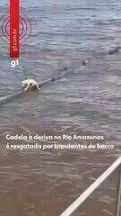 Cadela à deriva no Rio Amazonas é resgatada por tripulantes de barco