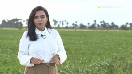 Assista o Amazônia Agro deste domingo, 12 de julho de 2026