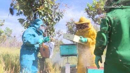 Apicultores de Roraima esperam colher cerca de 250 toneladas de mel