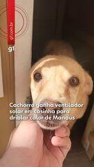 Cachorra ganha ventilador movido a energia solar na casinha para driblar calor de Manaus