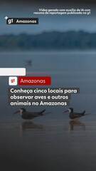 Conheça cinco locais para observar aves e outros animais no Amazonas