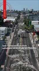 Ipês começam a florescer e mudam paisagem da Avenida Djalma Batista, em Manaus