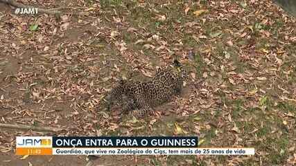 Onça entra para o Guiness: Guardião, que vive no CIGS, tem mais de 25 anos de vida
