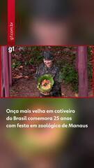Onça mais velha em cativeiro do Brasil comemora 25 anos com festa em zoológico em Manaus