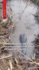 Filhote de peixe-boi é resgatado após ficar preso em lago seco no Amazonas